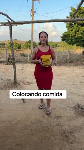 Muitas galinhas #tiktokviral #RegistroDevida 