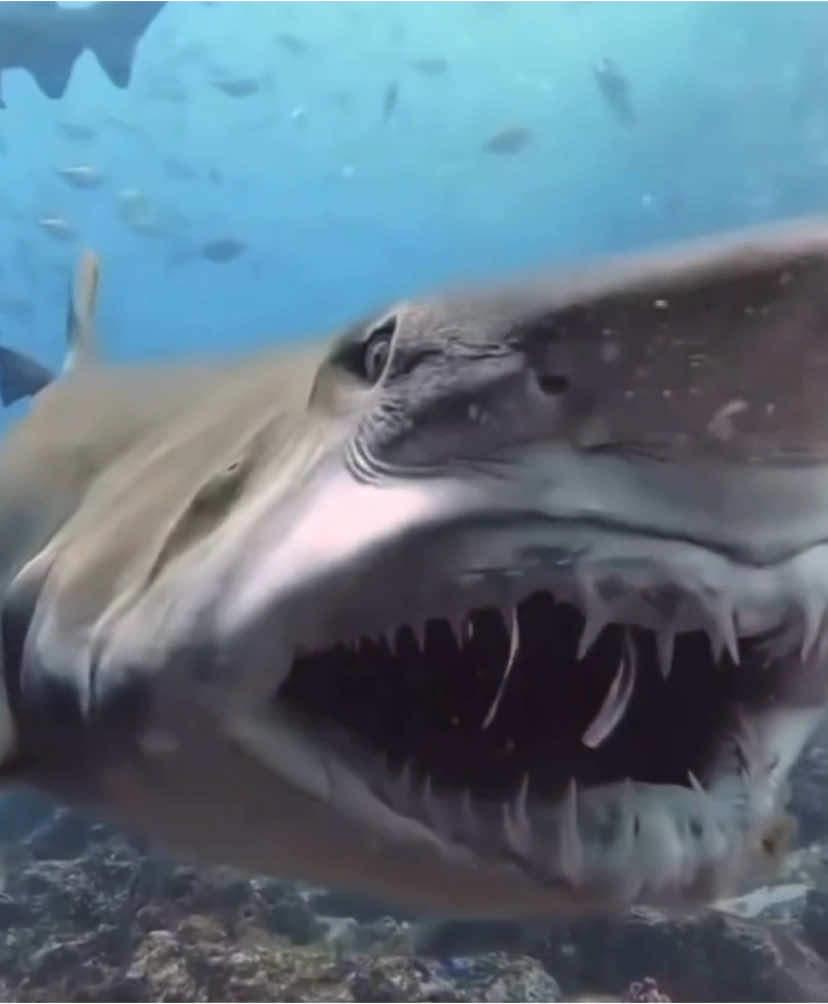 Say CHEESE 📸 Happy New Year to all from All Things Shark 🦈  Did you know sand tiger sharks have retractable jaws?  These stealthy predators can launch their jaw forward to snatch prey with surgical precision.  Their needle-like teeth make escape impossible once they bite down.  Nature’s built-in harpoon system - deadly and efficient.  #SharkFacts #SandTigerShark #SharkTok #OceanPredator #MarineBiology #SharkTeeth #SharkAttack #WildlifeFacts #SharkWeek #UnderwaterWorld #SeaCreatures #ApexPredator #OceanLife #MarineScience #SharkLovers #NatureIsMetal #SharkEducation #DeepSea #AnimalFacts #JawDropping #FollowForMoreJawDroppingSharkStories #saycheese #happynewyear 