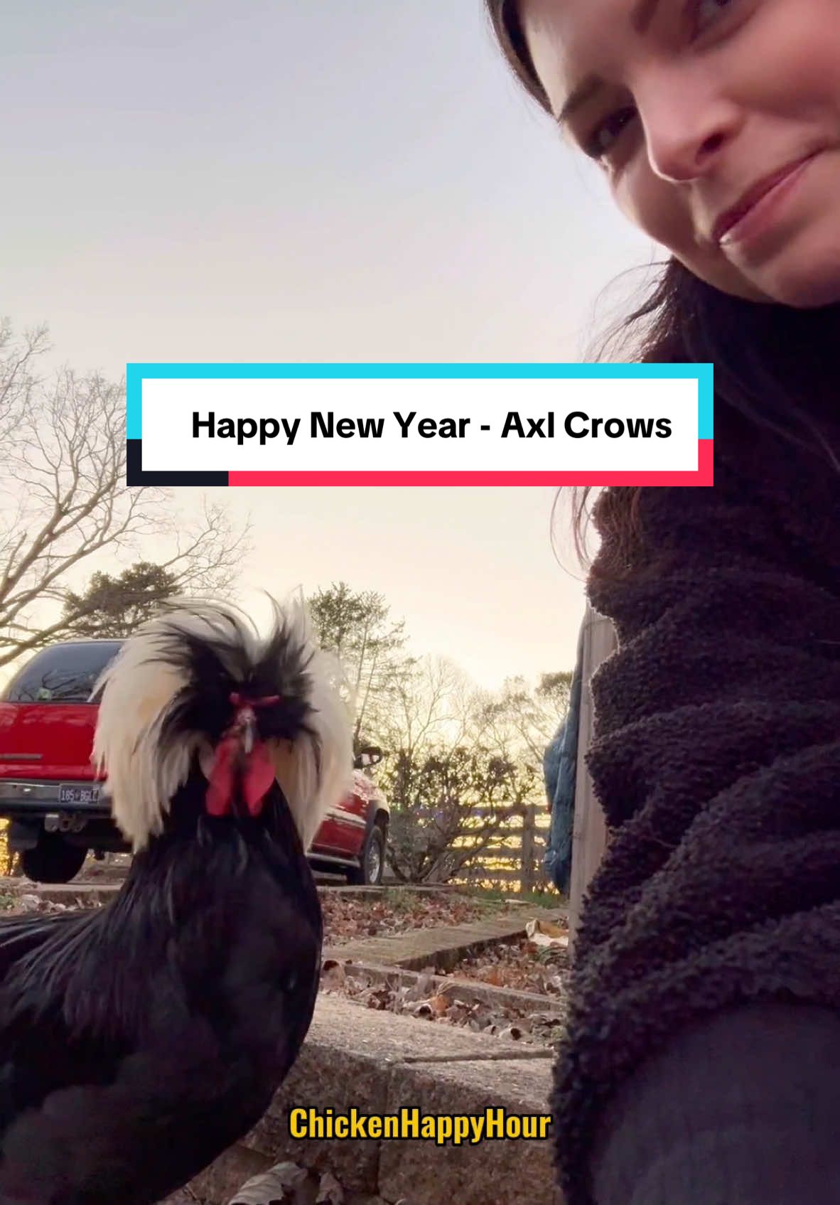 happy new year from Axl Crows 🎉 #happynewyear #rooster #funny #cute #polishchicken #chickenhappyhour   