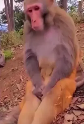 monkey cry #monkey #animals #monkeydluffy #cutemonkey #prankmonkey #viralvideo 