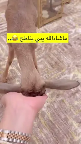 #اكسبلور_فلو 