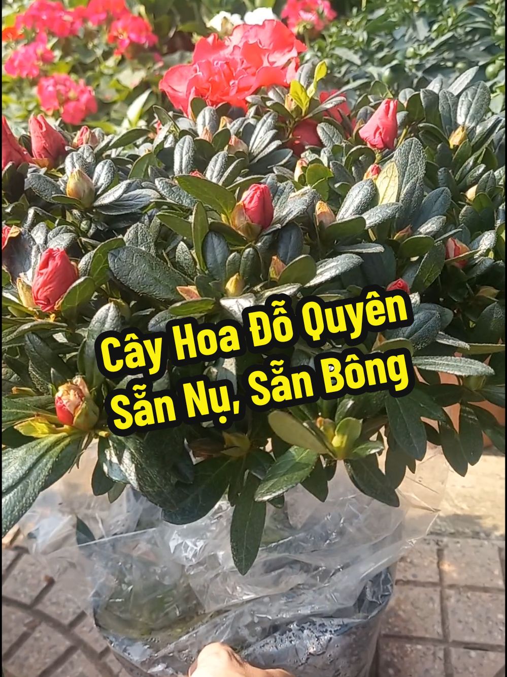 Cây hoa đỗ quyên sẵn nụ, giá chỉ chưa tới 100k cho các bạn về đặt nơi uống nước, bàn làm việc #hoadontet #hoa #caydoquyen #hoadoquyen 