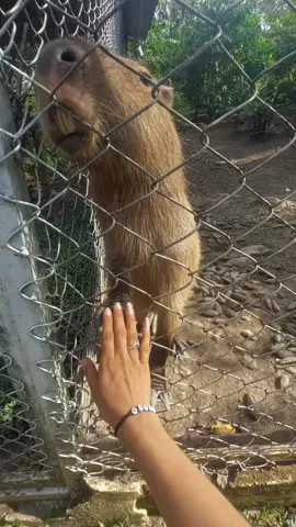 #capibara de la selva su #ronsoco 🥰encuentralo en este mágico lugar 👉🏼✨️Sunday~ a solo unos minutos de la ciudad de #tarapoto🌴 