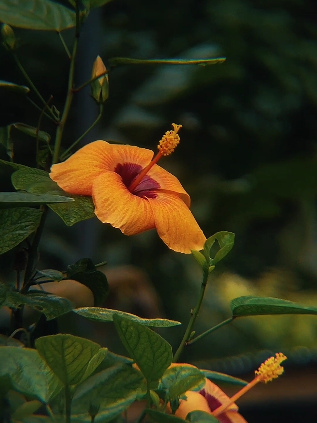 Gumamela 🌺  Shotbytelefotolens18x25  #videography #photography #viral #fyp #mykelkyut #apexel #zoom #apexel18xzoom #slowmo #flower 