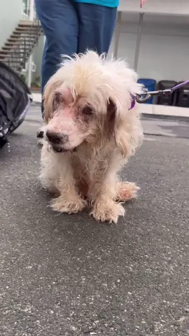 Meet Harvey This poor guy ended up at San Bernardino shelter on Christmas Eve in deplorable condition. It’s said that his owner passed away and the neighbor was the one to bring him into the shelter. He has horrible infections in both eyes, and cannot produce tears, among other issues with his eyes. His ears are so badly inflamed and infected that he can’t hear… and he has a raging skin infection that’s been going on for quite some time. Poor Harvey has been through so much and was on the euth list due to his extreme medical needs. This poor boy deserves the world and a chance at a better life… His care is already proving to be very expensive, and your donations are what allows us to save dogs like Harvey! If you haven’t signed up to be a monthly donor yet, take a look at our website and consider making a monthly donation to go towards saving dogs just like this guy. All donations are tax deductible! Donations can be made to his care directly the following ways… PayPal: link in Bio ❤️ 🏡We have so many dogs looking for their perfect forever families. Interested In giving a rescue dog an amazing home? Check out our social media to see our available dogs, and fill out an application on our website! ✨Can’t foster or adopt, but want to help? Take a look at the link in our bio send our rescue dogs a little something from our Amazon list, or send a monetary donation to help us save lives #followformorevideo #cutedog #dogappreciation #donate #rescuedog 