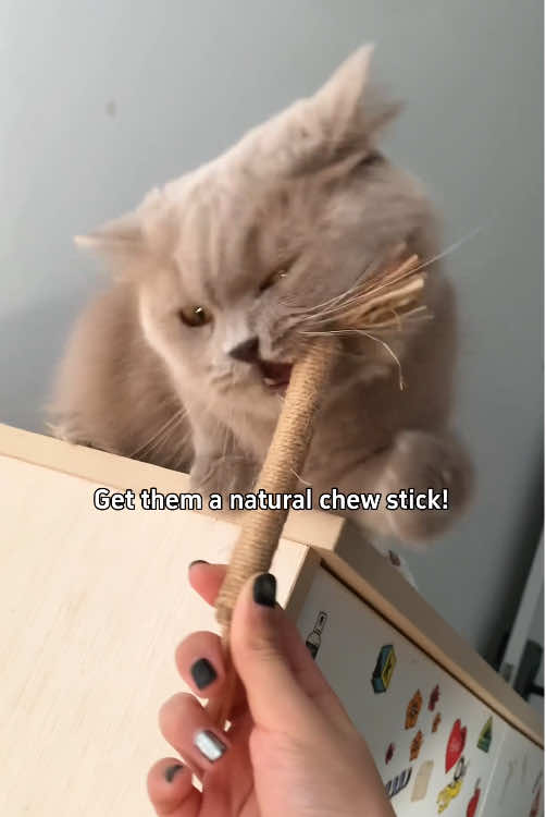 Give them a natural chew stick#cattoys #catlover #tiktokmademebuyit #catsoftiktok #chewtoy 
