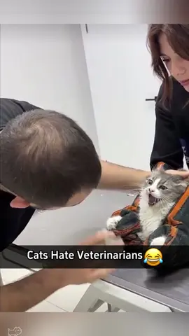 Cats hate veterinarians 🤬#funnycat #cat #cats #Love 