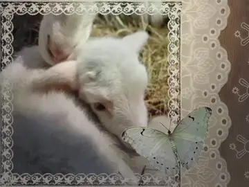 hii first video! (n_n) #ethelcain #moodboard #pinterest #lamb #coquette #fyp #xyzcba 