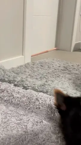 Official page Yorkie dogs 🐕💓 FaceTime open! Daily updates  Vaccinated & Dewormed & papers  #yorkie #yorkiesoftiktok #yorkiemom #yorkies #yorkielover #yorkiepuppy #yorkielife #yorkiepoo #yorkielovers #yorkielove #miniyorkie #miniyorkies #miniyorkiesofinstagram #miniyorkiepoo #miniyorkiegirl #miniyorkiesoftiktok #miniyorkiecors #miniyorkieboy #miniyorkiebreeder #toyyorkiepoo #toyyorkiesoftiktok #toyyorkiesofinstagram #toyyorkiebaby #toyyorkies #toyyorkieshireterrier #toyyorkiepuppy #toyyorkielife #teacupyorkiepuppies #teacupyorkiesforsale #teacupyorkiesoftiktok #teacupyorkiepoodle #teacupyorkiepoo #teacupyorkiepuppy #teacupyorkiesofinstagram #teacupyorkiepuppiesforsal #teacupyorkiepuppiesfors #teacupyorkiepuppyforsale #yorkieforrehoming #yorkieforsaleph #yorkieforever #yorkieforadoption #yorkieforlife #yorkieforsaleingeorgia #yorkieforyou #yorkieforadopt #yorkiefortiktok #teacupdogs #teacupdog #teacupyorkie #teacuppuppy #teacups #yorkipoosofinstagram #yorkipoos #yorkiepoodle #yorkieshireterrier #yorkieshitzu #yorkieshireterr #yorkieshirelove #yorkieshireterrierpuppy #yorkieshire #blackyorkie #yorkiepooforsale #yorkiepuppiesforsaleintexas #yorkiepuppiesforsaleingeorgia #yorkiepuppiesforsalecalifornia #yorkiepuppiesforsaleinpa #yorkiepuppieschicago #yorkiepuppiesforsalelasvegas #yorkiepuppiesforadoptioninalabama #yorkiepuppiesforadoption #yorkiepuppiesforsalenewyork #yorkieusa #yorkieforsalemaryland #yorkieforsaleatlanta #yorkieforsaleflorida #yorkieforsaleincalifornia #yorkieforsalega #yorkieforsalenj #fyp #viralvideo #tiktok #dogsoftiktok #dogs #dogsvideo #dogsoftiktokviral #dogsofinstagram #puppiesforsaleusa #puppiesforsaleintexas #puppiesforsalecalifornia #puppiesforadoption #puppiesforsaleutah #puppiesforall #puppiesforsaleinillinois #puppiesforsaleingeorgia #loveyou #traveltiktok #teacuppuppiesforadoption #teacuppuppiesforsale82 #teacuppuppies #teacuppuppyplanet #dailyvlog #duckytheyorkie #yorkiepom #yorkiepuppyforsale #yorkieforadopt #merleyorkie #merleyorkies #merleyorkiesforsaleinnewengland #merleyorkiesforsale #forsalenow #forsale  #partiyorkie #partiyorkiesoftiktok #partiyorkiesofinstagram #partiyorkieadventures #partiyorkieluv #partiyorkies #partiyorkie♥️♥️ #partiyorkiemom #partiyorkiesforsale #partiyorkiepuppy #blackyorkie #blackyorkiepoo #duckytheyorkie #biewerterrier #bieweryorkie #bieweryorkshireterrier #biewersforsale #biewers #biewerpuppy #bieweryorkshire #biewergirl #biewerterrier💗💗💗 #biewerterrier #dorkie #dorkiedog #dorkieyorkie #dorkie #redyorkiepoo #jacksontheyorkie #tuckerthepartiyorkie #chocolateyorkie #chocolateyfamily #yorkie2023 #yorkie2021 #yorkie2022 #yorkiesoftiktok #toypoodlesoftiktok #toypoodlepuppy #toypoodle #mixyorkie #onthisday #rushtok #morkie #morkiesoftiktok #morkiepuppy #morkies #morkiemommy #morkiepoo #morkiepuppies #morkiemom #morkielove #morkiesquad #salestips #sale #yearontiktok #yorki #yorkiepooforsale        