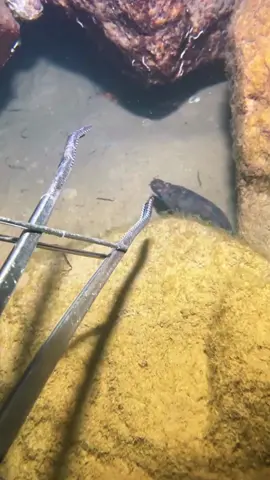 The scheming eel hid in the hole and watched me catch the orchid crab. The crab said: I am wronged. #diving #crab #catchthesea #seafood #seaside #fish