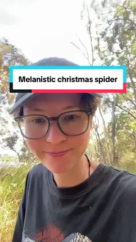 Found a super cool melanistic (black) Christmas spider! 