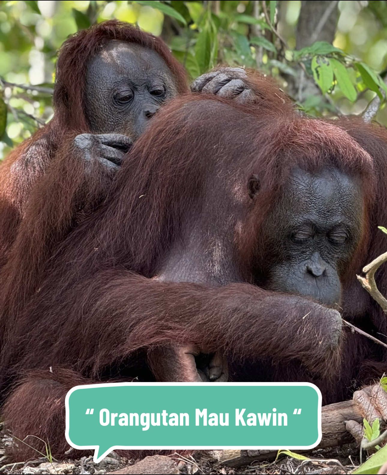 Salah satu maksud dari Orangutan jantan mengeluarkan suara keras atau yg di sebut longcall adalah untuk menarik perhatian Betina sebelum kawin. #kawin #ml #orangutan #guiding #pemandu #wisatawan #opentripmurah #adventuretime #tourist #earth #photographer #adventuretime #tourist #photography #indonesia #tamannasional #park #tanjungputing #TikTokCreatorSummitID #adventure #jungle #wild #saveorangutan #viral #fyp #infopbun #kumai #mamal #sex #sexy #Love #story #jungle 