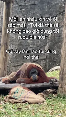 Câu cửa miệng á mà #vcreator #s4zpwek #wakeupfestival #fyp #safariphuquoc #grandworldphuquoc #vinwondersphuquoc #xh #viral 