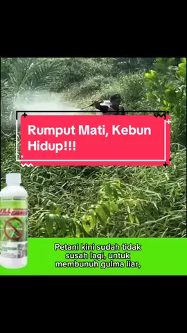 Kill Grass adalah Solusi Efektif untuk Menghilangkan Rumput Liar dan Gulma di Halaman, Kebun, atau Lapangan. Produk ini Dirancang untuk Membunuh Rumput Secara Tuntas Tanpa Merusak Tanaman Lain,dan Juga Cepat Bertindak Dalam 24 Jam #fyp #petanimuda #petanimilenial #racunrumputliar #racunrumput #tiktok #petani #pembunuhgulmaalami #viral #trending #popular #petanimodern #herbisida 