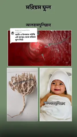 Replying to @itssami116আমাদের পড়ানো মরিয়ম ফুল নিয়ে আল্লাহর রহমতে অনেক বোন কনসিভ করেছেন আলহামদুলিল্লাহ। আল্লাহর উপর ভরসা করে নিতে পারেন। এটা খুবই উপকারী। #মরিয়মফুল #foryoupage #foryou #fyp #ফুল #mursida 