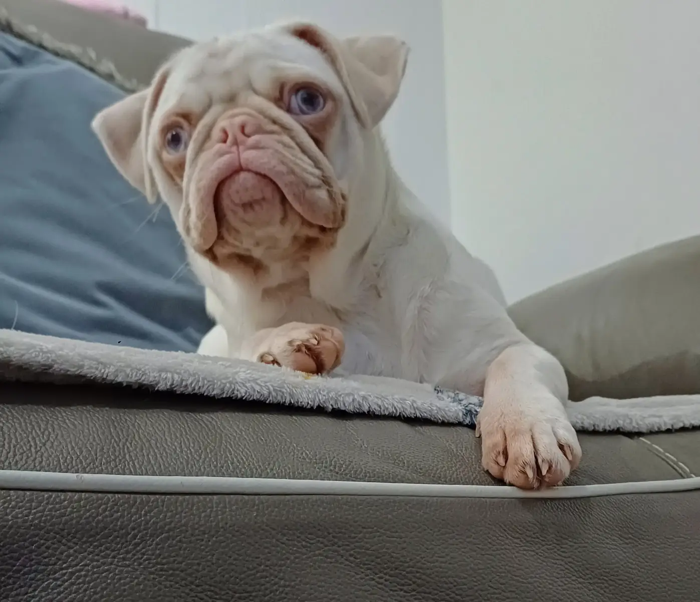 filling out nicely 🐽🥰🩵#fyp #blueeyes #pug #puppy #boy 