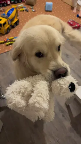 J’me fait engueuler dès le matin🥲 #goldenretriever 