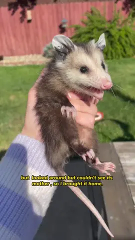 On my way home from work, I came across a lonely little opossum and brought it back with me.#opossum #cute #fypシ #rescue #animals #tik_tok 