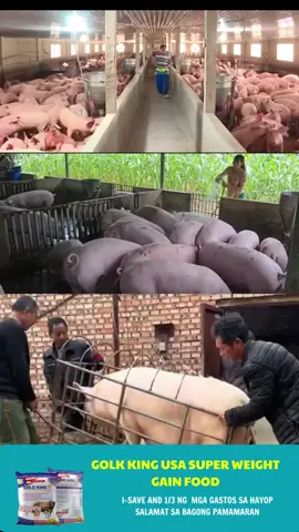 American standard livestock growth, safe and effective #fattening #weightgainjourney #caretaker #fyppp #tiktok #komarockmodernhealthcare