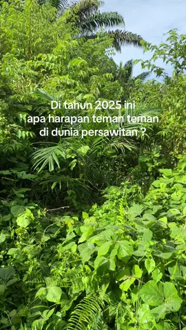 #xybca #storysawit #sawitkalimantan🌴🌴 #sawit #bosmuda #fyp #petanisawit #kebunsawit #kulisawit #foryou 