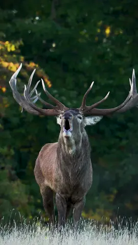 This 'roar' can be heard up to two miles away! 🦌 #RedDeer #Antlers #BBCEarth