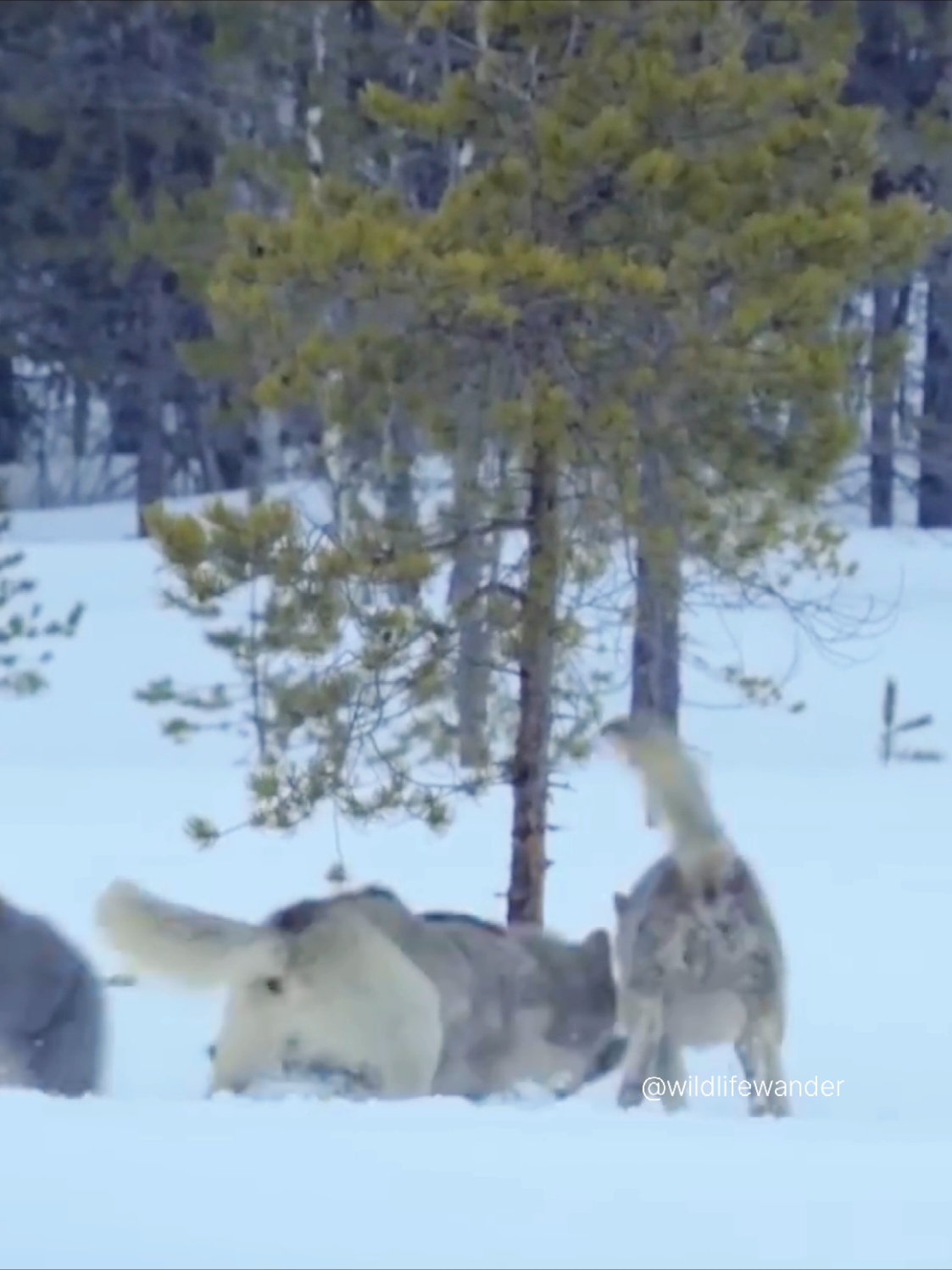 #wolf #fyp #attack #wildlife #wildlifewander #growmy #animalworld 
