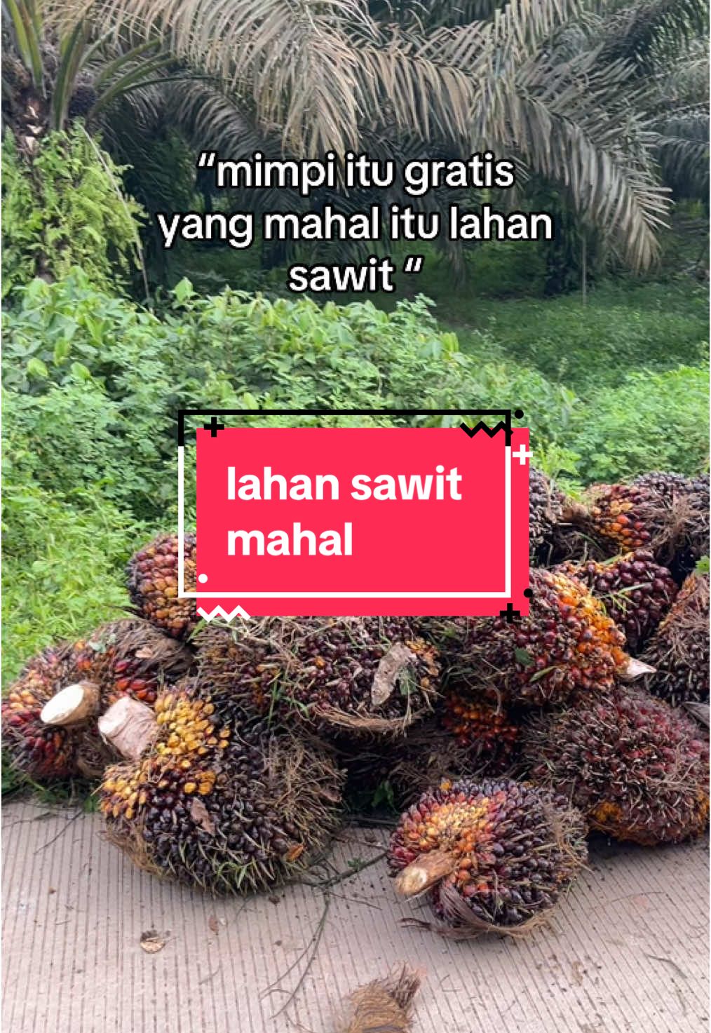 info lahan sawit 1 hektar 50 juta? #kebunsawit #sawitontiktok #sawit #fypシ゚viral 