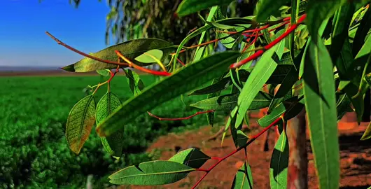 تخيل شجرة🌲 بيه وراق طاحت وركه من عده🍂😟💔 #اكسبلورexplore #تصويري_احترافي_الاجواء  . . . . . #مالي_خلق_احط_هاشتاقات🧢 #تصويري_احترافي_الاجواء👌🏻🕊😴 #تصويري #تصويري📷 #اكسبلورexplore❥🕊 #العراق_السعوديه_الاردن_الخليج #تصويري📷✌ #تصويري📷✌🔥❤ #تصويري📷 