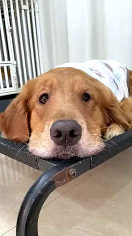 #PioresSituaçõesSemArCondicionado #dog #fyp #funny 