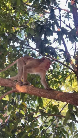 Serene Monkey Relaxing on a Tree Branch | Peaceful Wildlife Moment Experience the calm beauty of nature with this serene monkey perched on a tree branch. Its thoughtful gaze into the distance captures a peaceful and reflective moment in the wild. Perfect for wildlife enthusiasts and nature lovers alike. Immerse yourself in the tranquility of this stunning wildlife scene and don't forget to like, share, and subscribe for more! #Monkey #Wildlife #Nature #AnimalLovers #WildlifePhotography #MonkeyClimbing #NatureLovers #WildlifeCloseup #Riverside #TreeClimbing