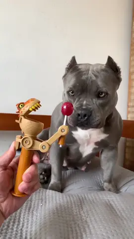 Pitbull Loves Dinosaur Lollipop! Adorable pitbull refuses lollipop! Witness this hilarious moment between a human and their grey pitbull. Featuring a unique dinosaur lollipop dispenser, this video is a must-watch for all pet lovers and animal enthusiasts. Don't miss the cuteness overload! #Pitbull #Dogs #Pets #Animals #CuteAnimals #FunnyPets #Lollipop #Dinosaur #ViralPets #PetLovers