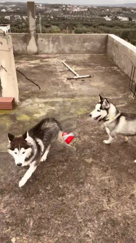Lara&max#husky #huskysiberiano #huskysoftiktok #huskylove #CapCut #pedigreedog #DogTraining #dog #fyp #fyppppppppppppppppppppppp #fypp 