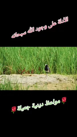 #الشيخ_محمد_بن_علي_الشنقيطي 🪷 #مواعظ_دينية_جميلة ❤️