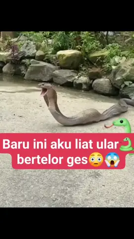 ternyata ular itu bertelur nya dari mulut Yah  #hewan #bungamawar62 