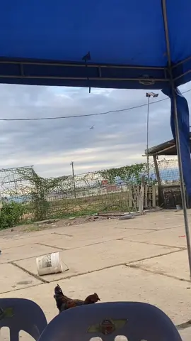 Nos cayeron los tombos 🤣 #noscayeron #tombo #policiamilitar #patron #PB #carteldelossapos #Elcabo #paratiiiiiiiiiiiiiiiiiiiiiiiiiiiiiii #machala_ecuador🇪🇨 #haciendanapoles 