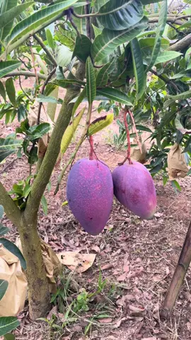 Tự nhiên lại ngã vào vườn xoài Đài Loan giống tím. Bọc từ nhỏ thì lại vàng, phơi ra thì tím như sim. Chín thì ngọt lịm, hạt nhỏ. Mê không lối thoát.