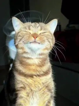 #cute #cat #tik #foryou #fyp #tiktok 