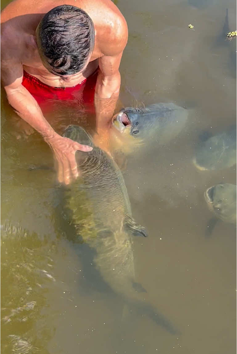 #valdemir encantador de peixe gigante 