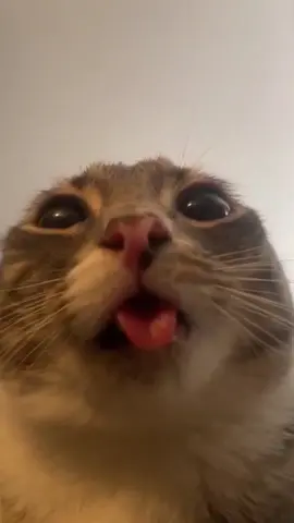 concours de grimace !! #chat #pourtoi #trending #fypage #animal 