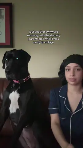 me and Lola are working on getting along she don’t really fw me tho #college #fyp #dogsoftiktok #awkward #greatdane#largebreed 