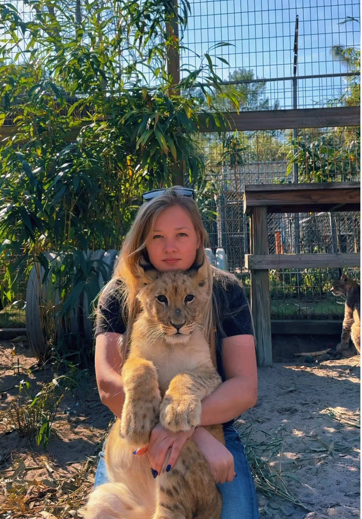 Tsavo & Savage love ❤️ #NOTpets #lion #lioncub #cub #cubs #kitten #lynx #Love #bigcat #bigcats #cat #cats #animal #animals #amazing #fl #florida #fyp 