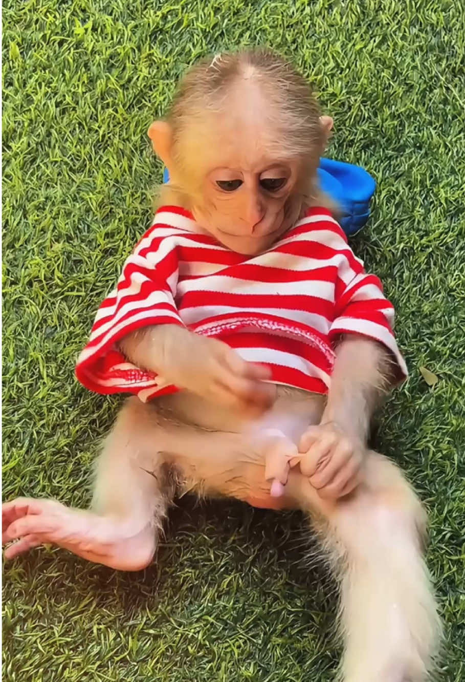 The baby monkey is feeling itchy #monkey #monkeys #monkeysoftiktok #monkeydluffy #monkeybaby #monkeyface #cute #babymonkey #cutemonkey #cuteanimals #viralvideo #poor #rescue #fyp #stuck #pet #usa🇺🇸 #animals 