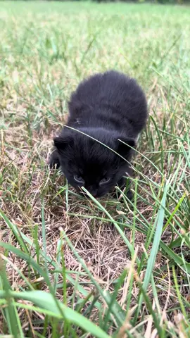 Meow😼 #kitty #bean #silly #small #fyp #cat #viral #freaky #cute #meow #grass #blackkitten 
