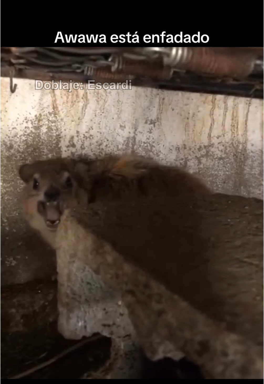 Awawa está enfadado 😡🤣 #parati #escardi 