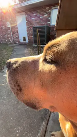 Caught bro #aaaaaaaaaaaaaaaaaaaaaaaaaaaaaa #dog #sunset #doglookingatsunset 