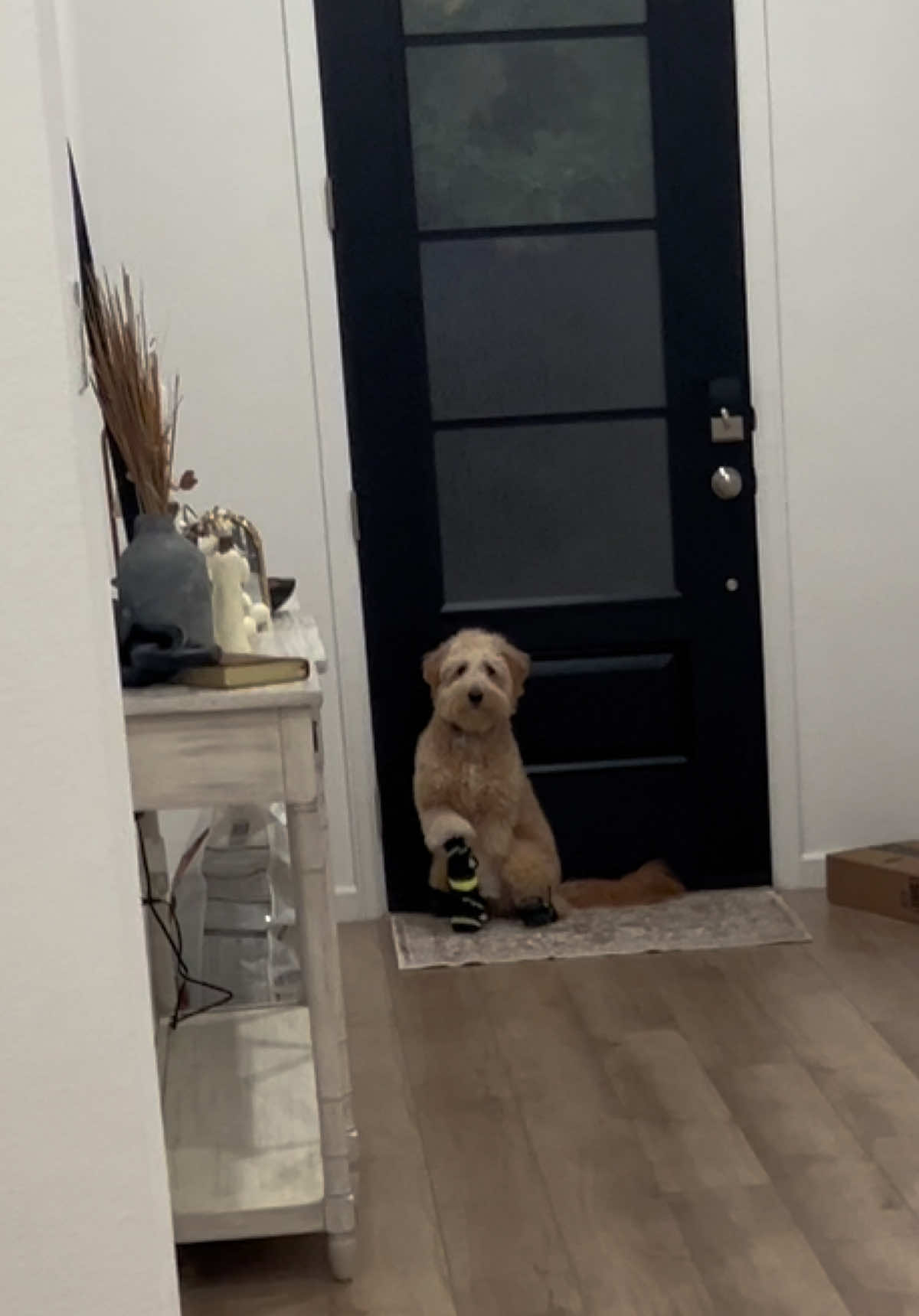 He forgot how to walk as soon as I put the shoes on 🤣 Accidentally played this video out loud in front of him and now he's ready to go to grandmas house, who's gonna tell him he's not going today? 😅#goldendoodle #puppiesoftiktok #PetsOfTikTok 