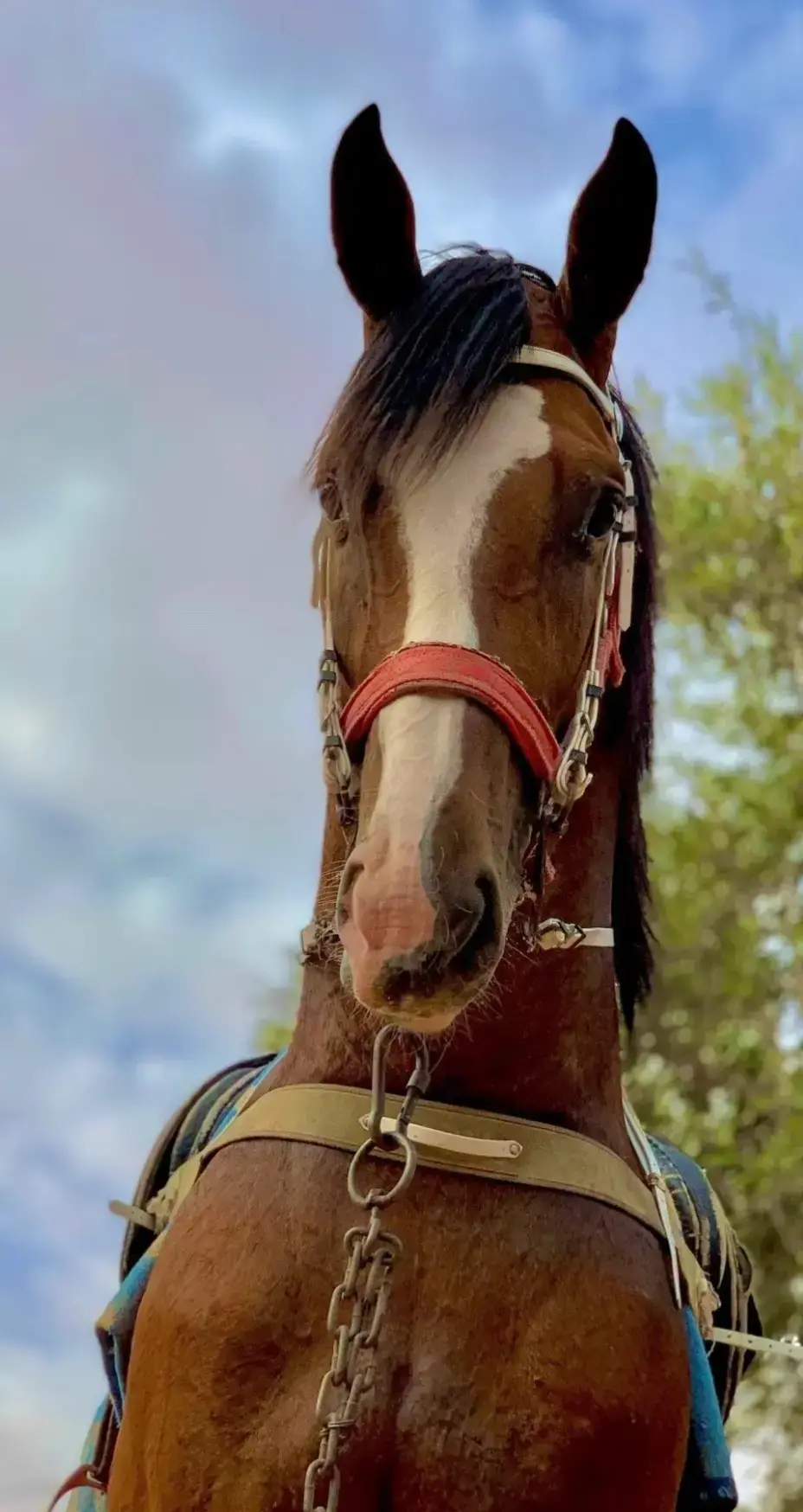 #الجواد الأمير🔥#الي يصلي على النبي يربح 🔥#دكر الله واجب 🔥#عقد فرسان ترهونه 🤚#خيل_وخياله🐎 #خيل ##فرسان_ليبيا 