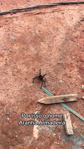 🕷️#fyp #fyppppppppppppppppppppppp 