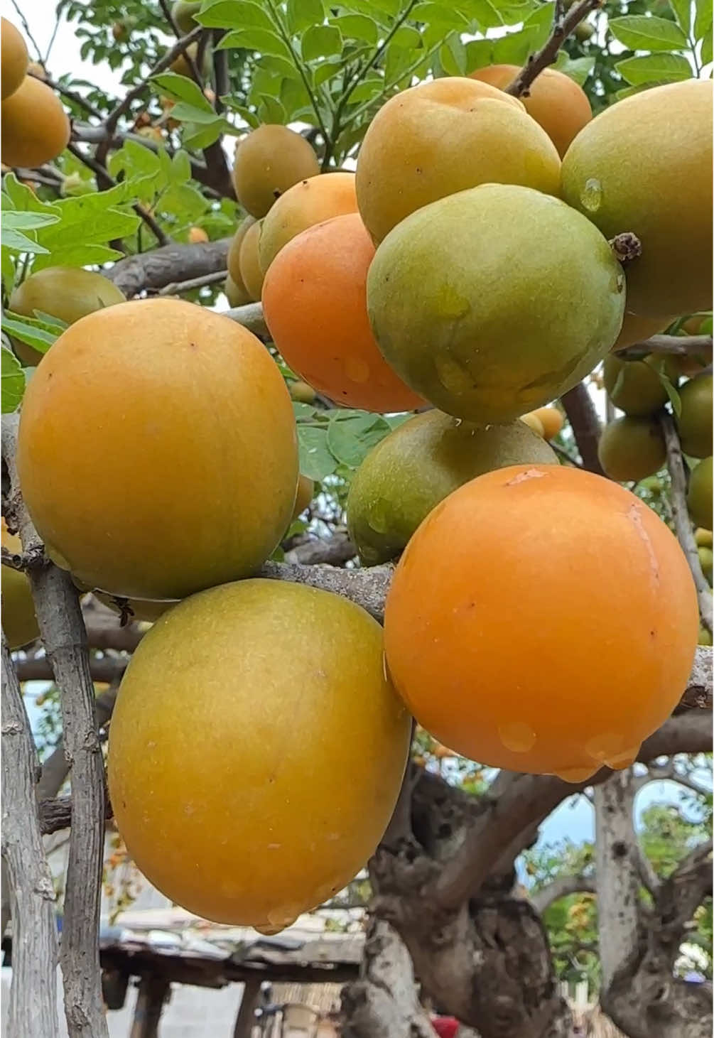 En mi pueblo les llaman ciruelas
