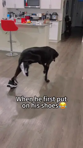 He doesn’t like his new shoes 🤣😂#foryou #dogsoftiktok #funnytiktok #fyp #funnydog #dog #puppy 